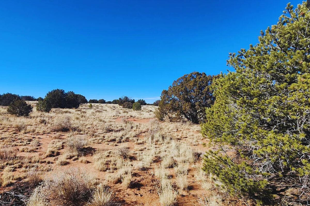 Deep 3 Lots of Trees - 792 S WEDGEWOOD DR WILLIAMS, AZ 86046