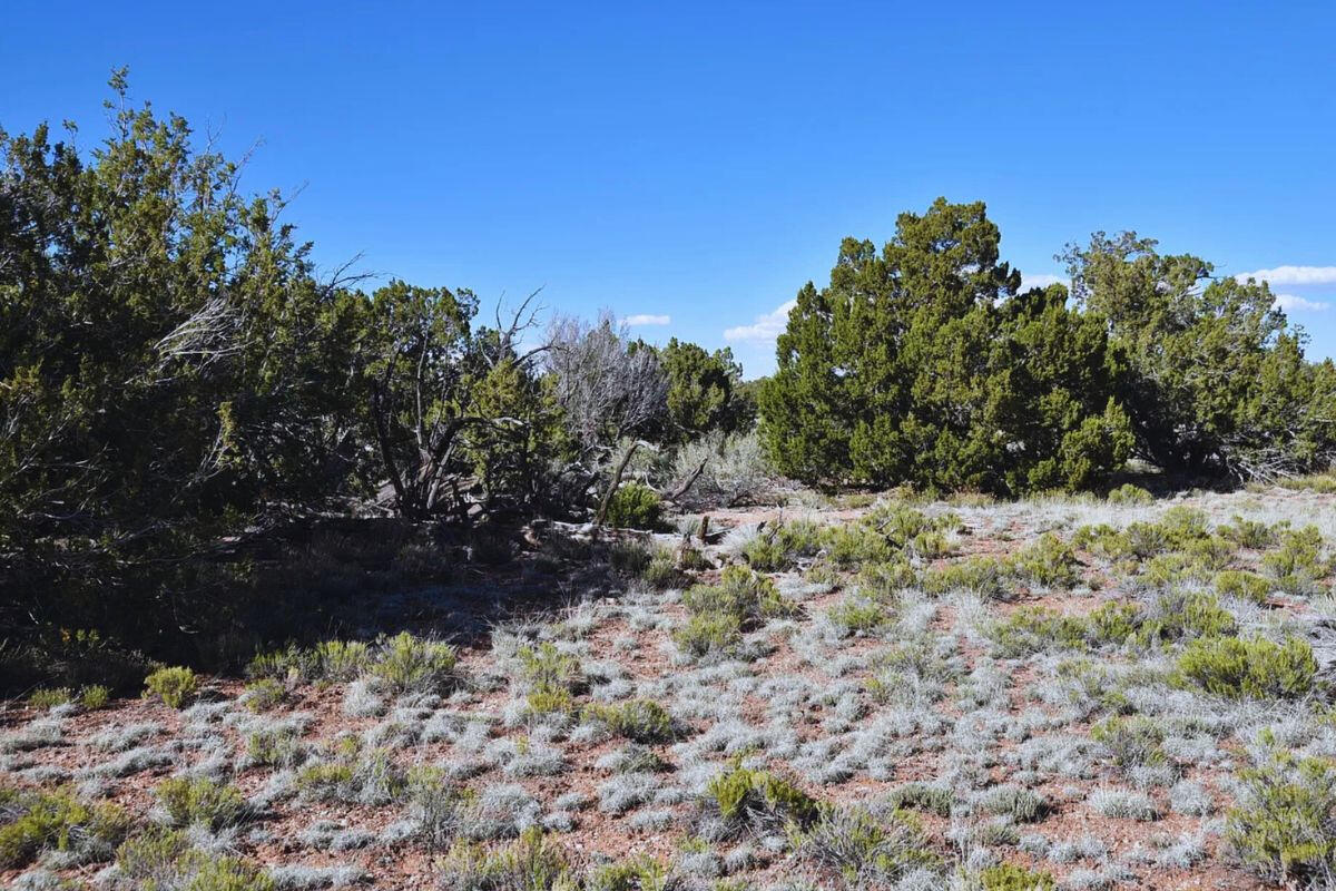 Deep 3 Lots of Trees - 792 S WEDGEWOOD DR WILLIAMS, AZ 86046
