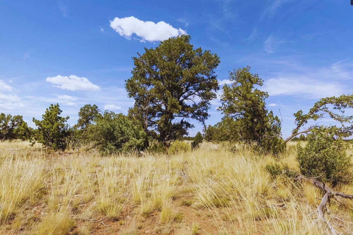 Deep 3 Lots of Trees - 792 S WEDGEWOOD DR WILLIAMS, AZ 86046